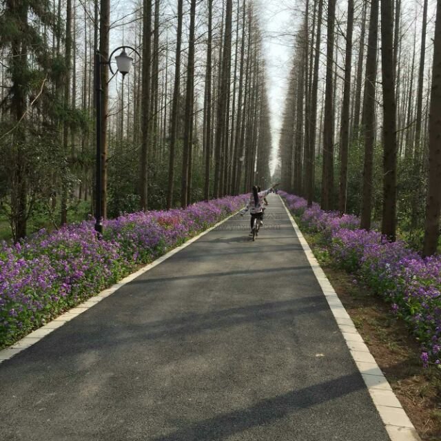 公司活動 2015年崇明島東平森林公園一日游